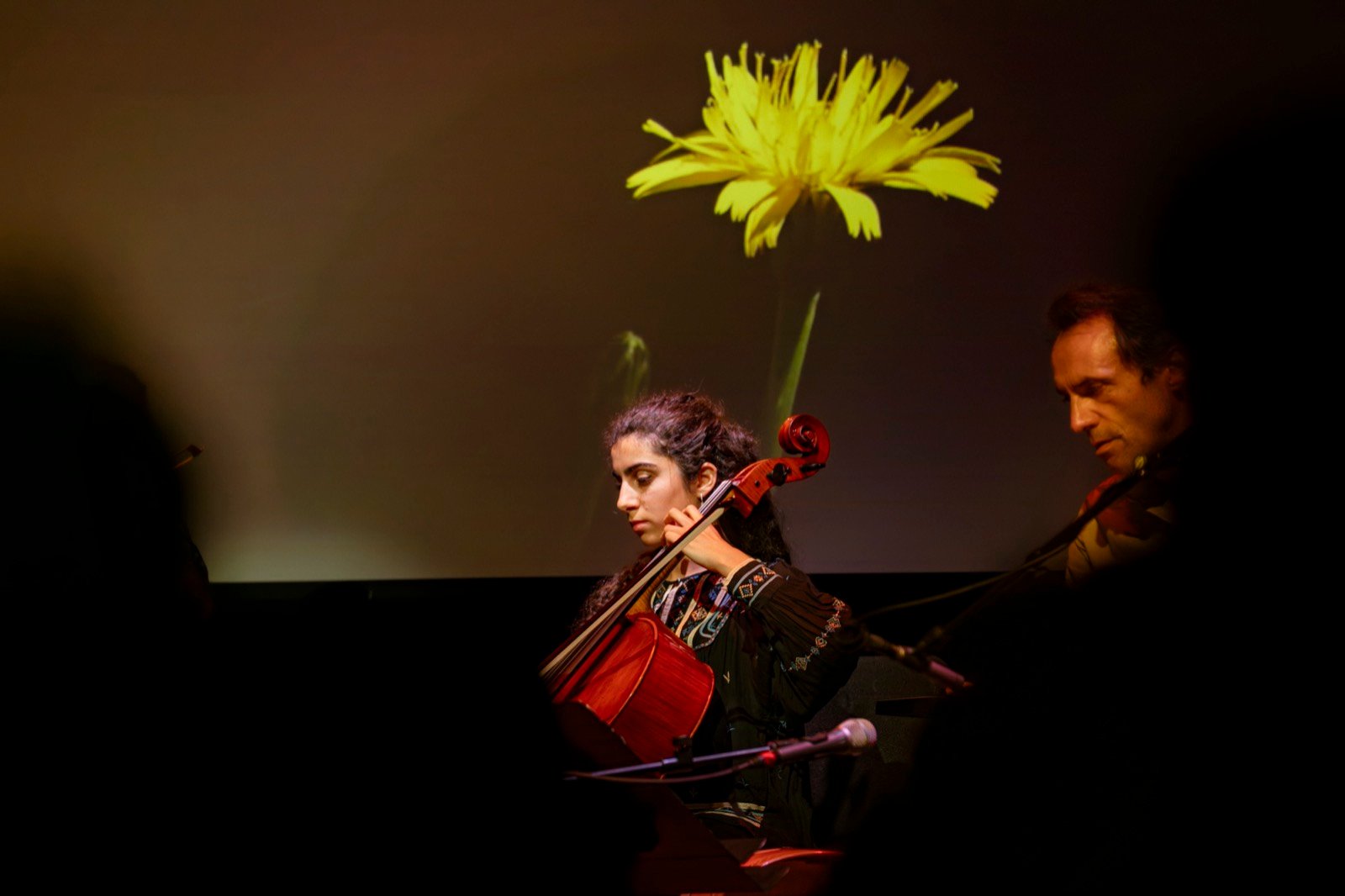 Cello beneath a yellow flower on the screen